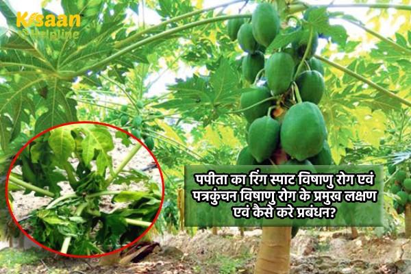 पपीता का रिंग स्पाट विषाणु रोग एवं पत्रकुंचन विषाणु रोग के प्रमुख लक्षण एवं कैसे करे प्रबंधन?